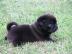 MINI MOPS WELPEN FUR 250EURO whatsapp Nu