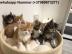 Weihnachten Maine Coon Babys Kitten mit
