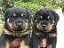Champion deutsche Blutlinie Rottweiler