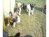Franz. Bulldoggen choco Welpen