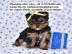 S��e Yorkie Welpen