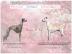 Whippet - English Greyhound