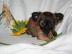 Wundersch�ne mini  Chihuahua-Welpen