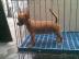 (X-mas)chihuahua welpen