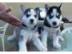Siberian Husky Welpen Sch?ne Husky Welpe