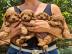 s??e Kuschelpudelwelpen