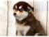 s��e Pomsky Welpen