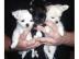 Super s��e MINI chihuahua welpen mit Pap