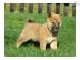 Shiba-Inu mit gutem Charakter bereit zu