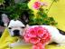 Top-Qualit�t Franz�sisch Bulldogge Welpe