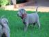 Labradorwelpen mit Papieren