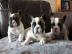 Franz�sische Bulldogge Welpe