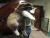 Alaskan Malamute f�r ein gutes Zuhause