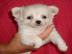 Mini Chihuahua kurzhaar, R�de 12 Wochen