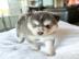 s��en Pomsky-Welpen whatsapp nummer +436