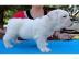 wei�e Englisch Bulldogge Welpen. 
