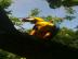 Sch�ne Hand gez�hmt Ara Papageien