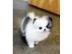 Mini POMERANIAN ZWERSPITZ WELPE REINRAS