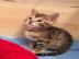 Reinrassige Katzen mit Papieren