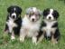 Australian Shepherd welpen  abzugeben