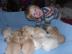 Wundersch�ne labradorWelpe mit Papieren