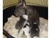 Franz�sische Bulldogge in blau oder blau