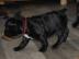 Bildsch�ne Franz.  Bulldoggen in verschie
