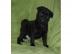 Mops R�de Schwarz geimpft / entwurmt