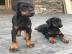 Doberman Pinscher Welpen