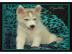 Gesunde Siberian Husky Welpen sofort ver