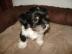 Niedliche Biewer Yorkshire-Welpen - 8 Wo