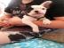 3 Franzsische Bulldogge 11 Wochen alt