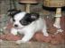 Chihuahua-Welpen mit� VDH / FCI - Papier