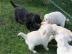 Labrador Welpen mit Papieren whatsapp