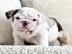 Englisch Bulldog Welpen whatsapp nummer