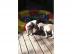 Bildh�bsche Mops Welpen abgabebereit , s