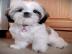 Shih Tzu Welpen whatsapp Nummer +4365048