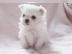 S??e mini Malteser welpen whatsapp Numme