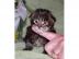 Maine Coon Kitten mit Stammbaum