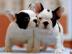 S??e Franz?sische Bulldoggen Welpen