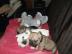 s��er Franz�sisch Bulldogge-Welpen, ( 2
