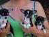 Reinrassiger ChihuahuaWelpen(kurzhaar)