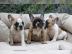 Freiatmende Franz�sische Bulldogge Welpe