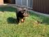 Rottweiler-Welpen zu verkaufen