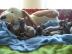 Don Sphynx Katzenbabys mit Papiere