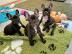 Franz�sische Bulldoggen Whatsapp +337584
