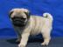 Mops Welpen suchen neues Zuhause