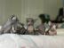 Sphynx-K�tzchen suchen ein liebevolles Z