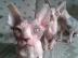 Canadian Sphynx Kitten mit Stammbaum
