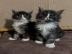 Zuckers��es Maine-Coon-K�tzchen sucht ei